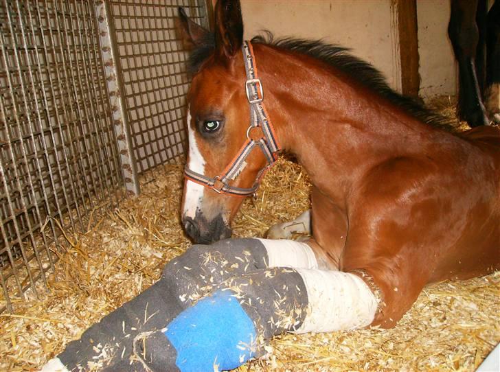 Dansk Varmblod Perfect Hour - Mine ben ser helt mærkelige ud..... billede 7