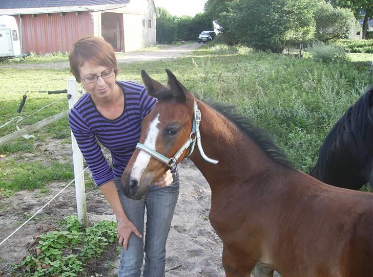 Dansk Varmblod Perfect Hour - Mig og Rikke... billede 8