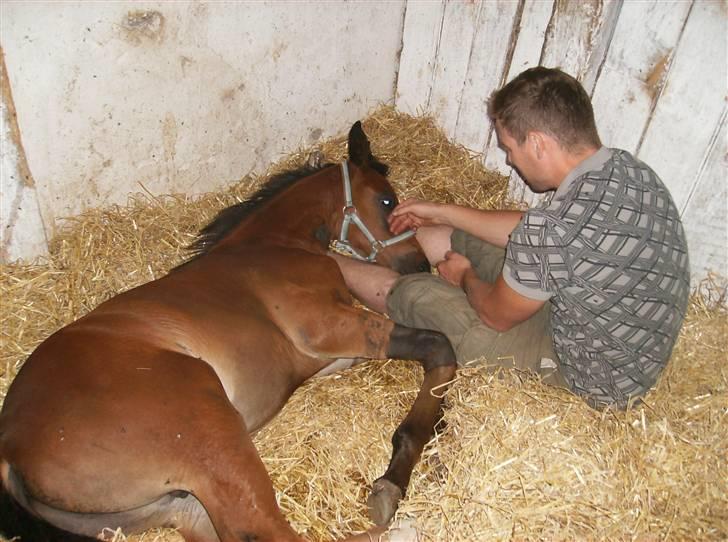 Dansk Varmblod Perfect Hour - Gaaab jeg er træt...Hvis Thomas nusser mig 2 min mere falder jeg i søvn.. billede 9