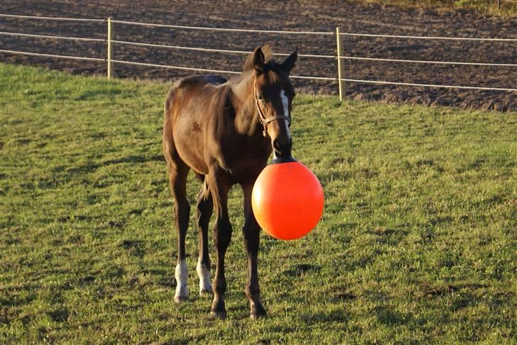 Dansk Varmblod Perfect Hour - Se hvad jeg kan :) billede 10