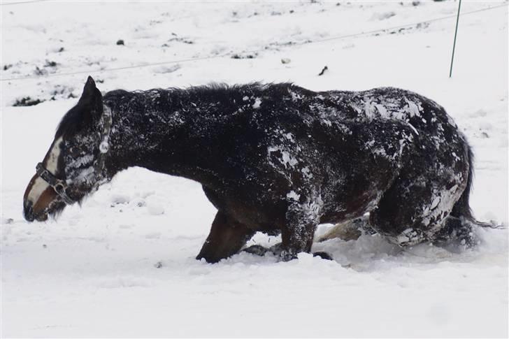 Dansk Varmblod Perfect Hour - Uhh det er koldt !! billede 11