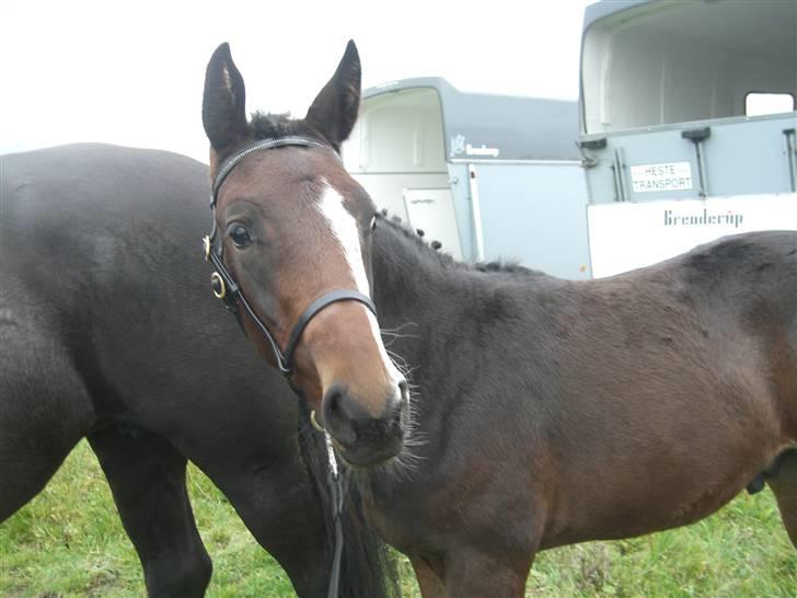 Dansk Varmblod Perfect Hour - Med mor til kåring billede 12