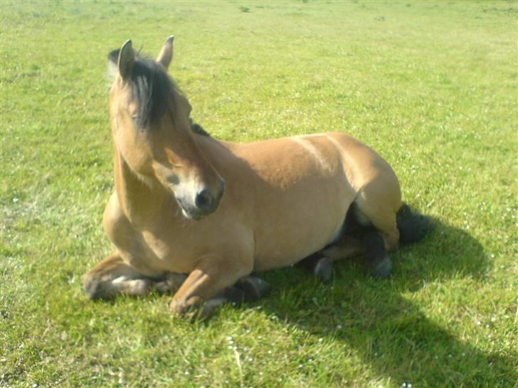 Anden særlig race flopper - nolle tager sig en lille lur på folden:) billede 6