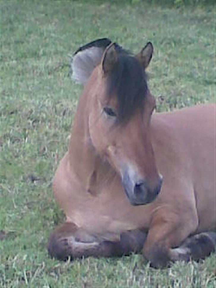 Anden særlig race flopper - verdens bedste billede af nolle:D billede 7