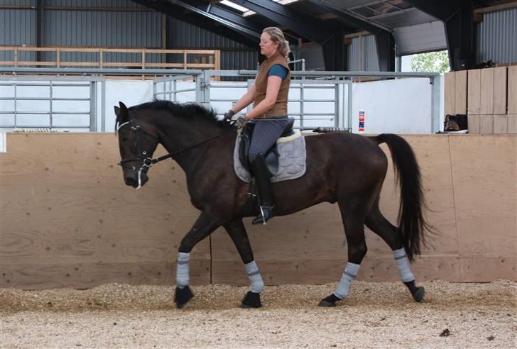 Trakehner FM´s Winnietou *Solgt* billede 8