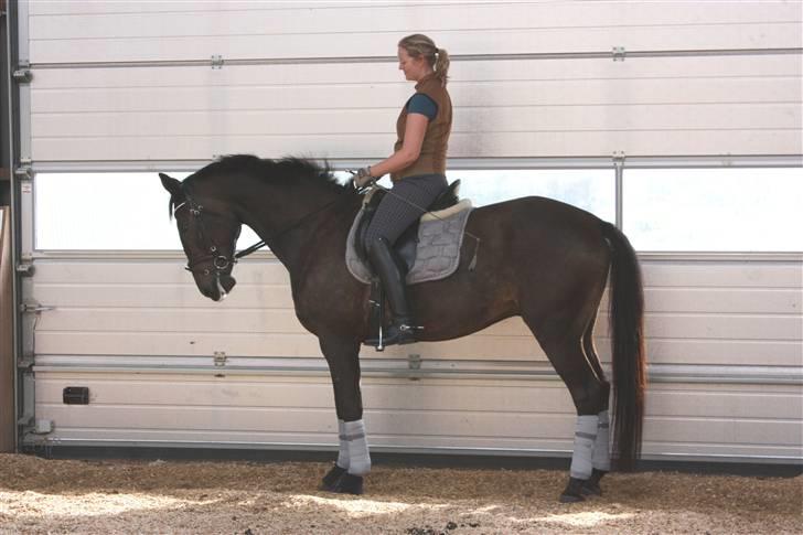 Trakehner FM´s Winnietou *Solgt* billede 9