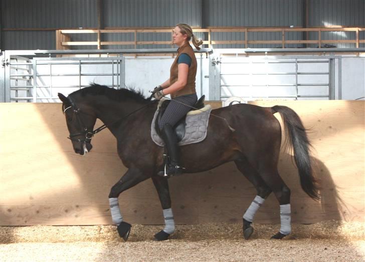 Trakehner FM´s Winnietou *Solgt* billede 10