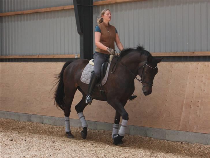 Trakehner FM´s Winnietou *Solgt* billede 11