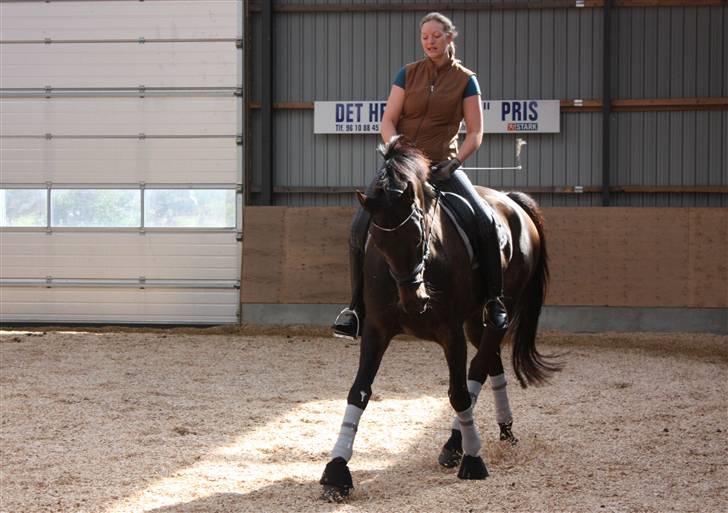 Trakehner FM´s Winnietou *Solgt* billede 12