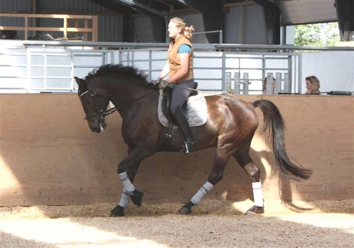 Trakehner FM´s Winnietou *Solgt* billede 13