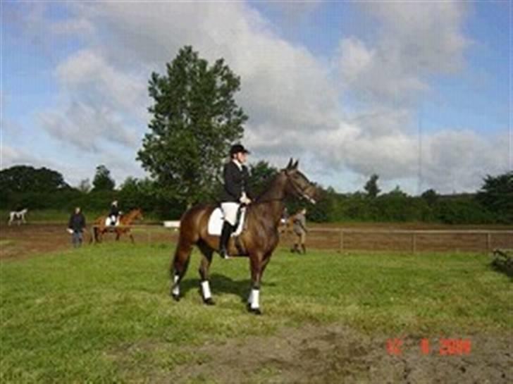 Trakehner FM´s Winnietou *Solgt* - Stævne i SBR billede 14