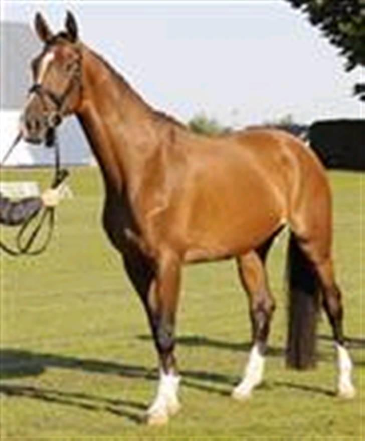 Dansk Varmblod Kiranette Kildemark *S* - Kåring billede 1