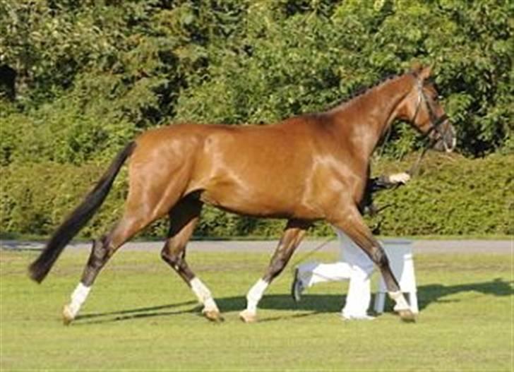 Dansk Varmblod Kiranette Kildemark *S* - Kiranette til kåring billede 2