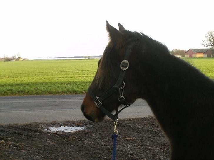 Anden særlig race Viktor billede 4