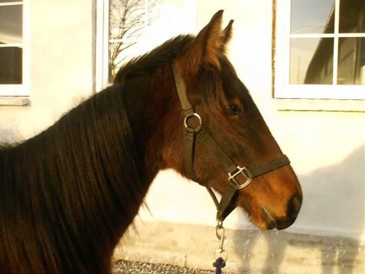 Anden særlig race Viktor billede 2