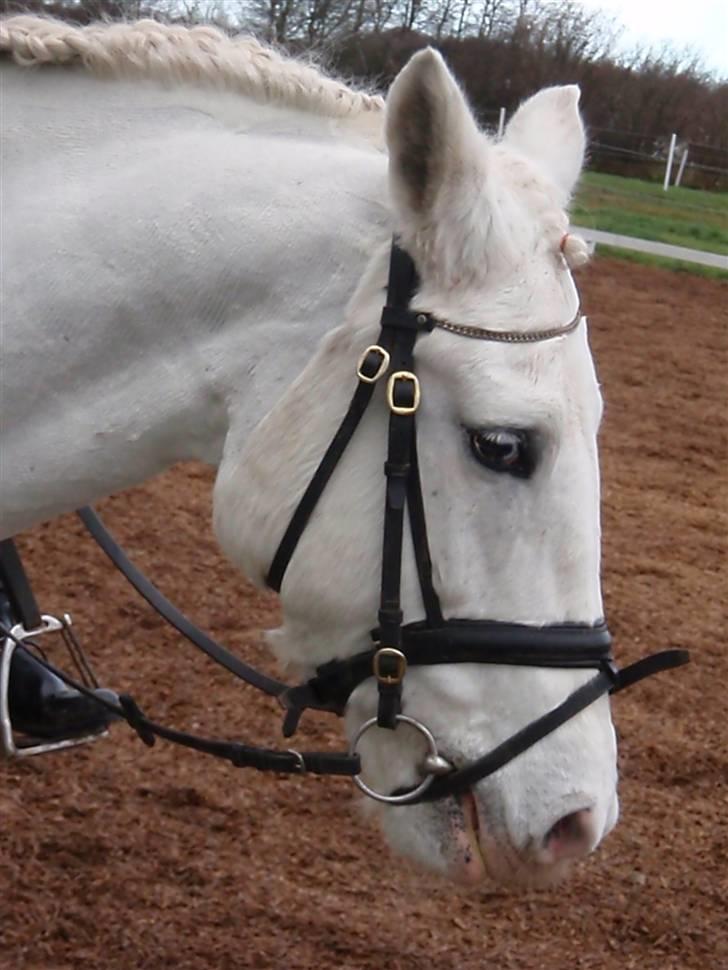 Anden særlig race Rapa nui <3 - Rapa Nui En smuk hoppe!!! Foto Sarah J billede 20