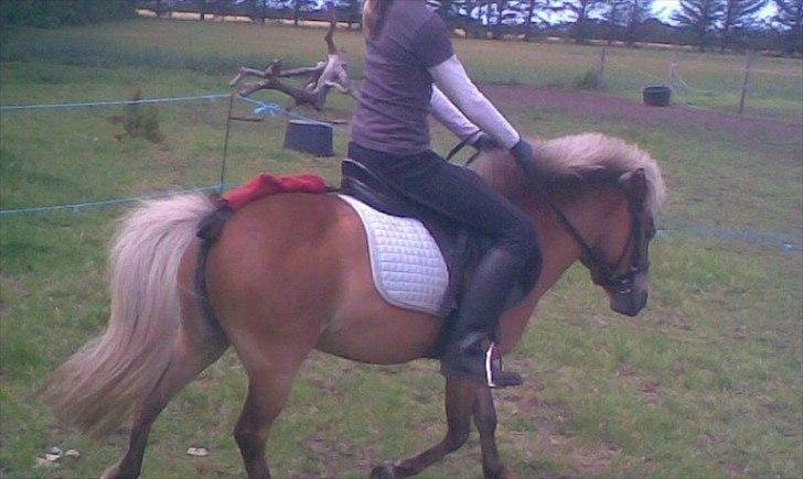 Shetlænder Ildka - Gammelt billede fra 2009 :-)). billede 8