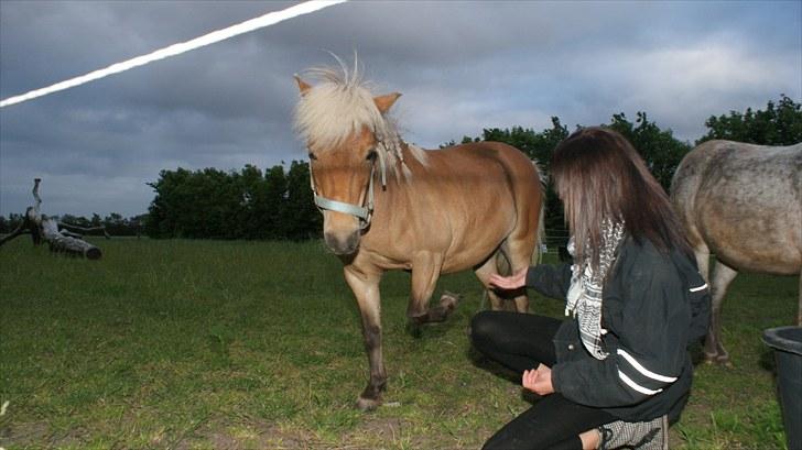 Shetlænder Ildka - Tricks med den lille dame :o). - d. 18-06-2010. billede 9