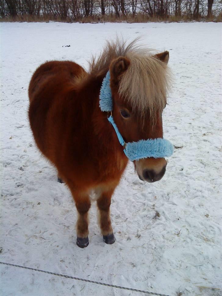 Shetlænder Ildka - Smukke lille pige. ;-) - D. 03-01-2010. billede 10