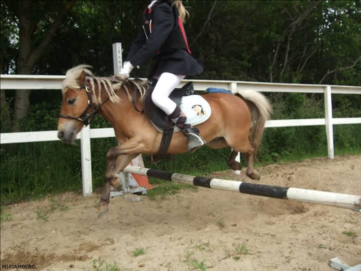 Shetlænder Ildka - D. 14-06-2009. billede 11