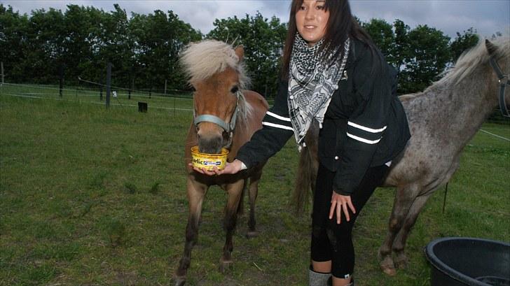 Shetlænder Ildka - MUMS! - D. 18-06-2010. billede 12