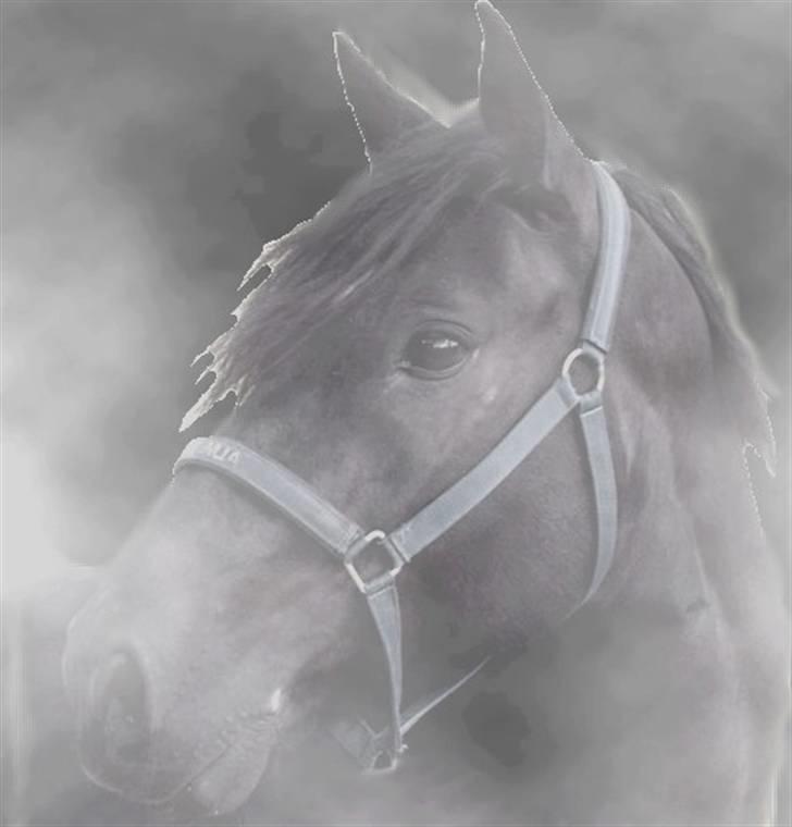 Anden særlig race Hautain de Stal Bly (Odin) - Velkommen til Odin´s profil :) billede 1