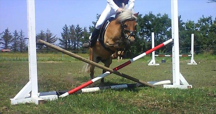 Shetlænder Ildka - Var der nogen der sagde SUPER-SPRINGER? ;-). Gammelt billede fra sommeren 2008. billede 2