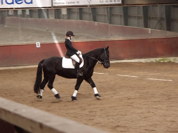 Anden særlig race Hautain de Stal Bly (Odin) - Odin til dressur stævne billede 2