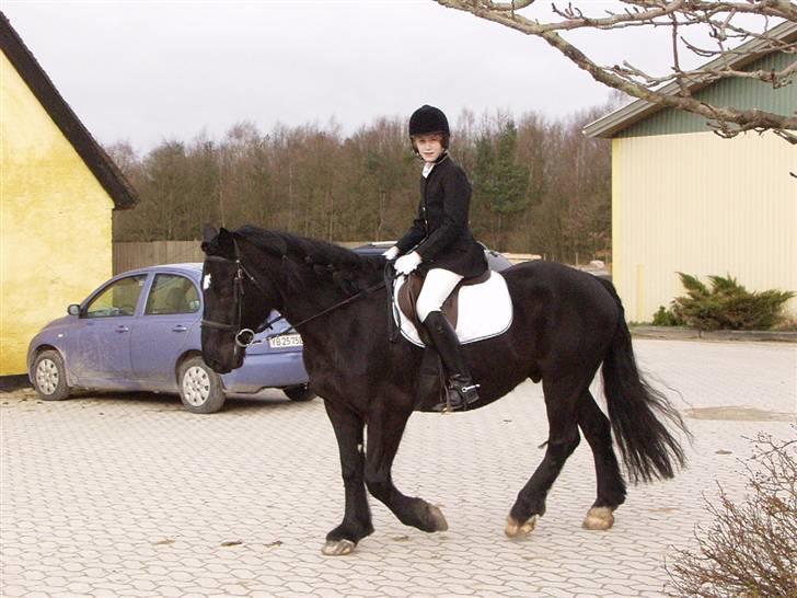 Anden særlig race Hautain de Stal Bly (Odin) billede 3