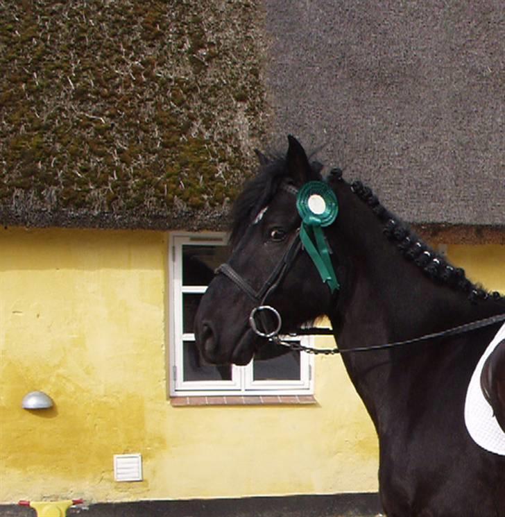 Anden særlig race Hautain de Stal Bly (Odin) billede 4