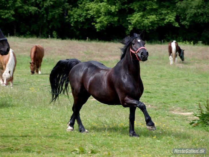 Anden særlig race Hautain de Stal Bly (Odin) - Smukke Odin! Foto: Mille K billede 5