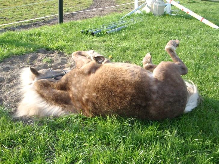 Anden særlig race Figaro - Altid godt med en rulle tur ;-). D. 06-05-2010. billede 7