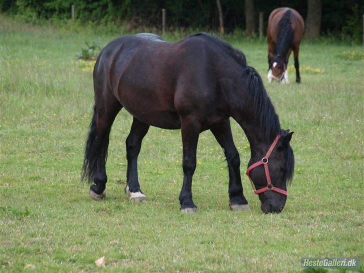 Anden særlig race Hautain de Stal Bly (Odin) - På fold <3 [Foto: Mille K] billede 11