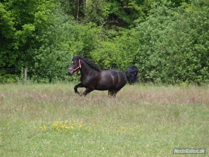 Anden særlig race Hautain de Stal Bly (Odin) - Galoptur på folden :) Foto: Mille K billede 12