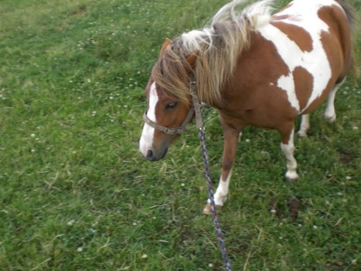 Shetlænder Cirkeline  - .here I come? .iloveyou, bebe!<3 billede 2