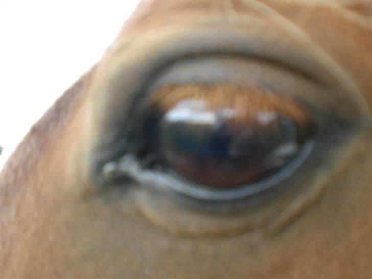 Shetlænder Cirkeline  - .øjestenen i: billede 3