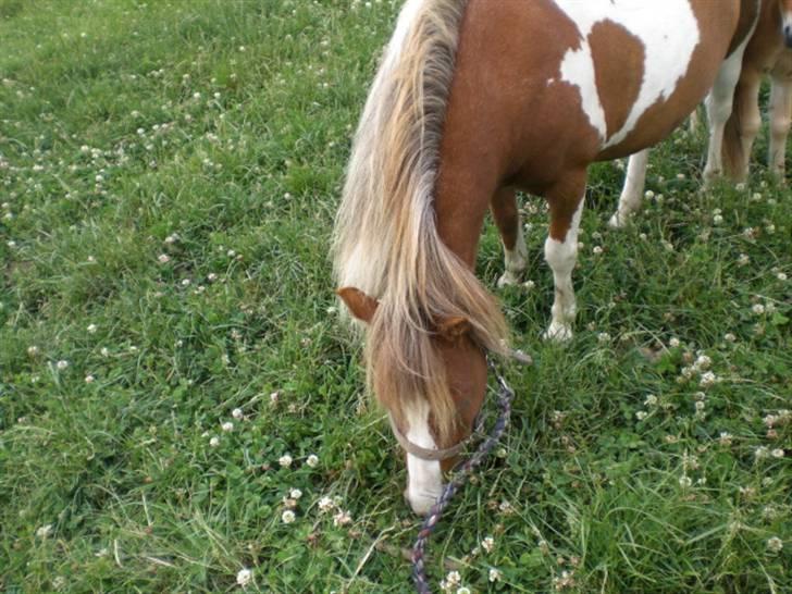 Shetlænder Cirkeline  - .mmmmmh, skal vi spise sammen? <3 billede 4