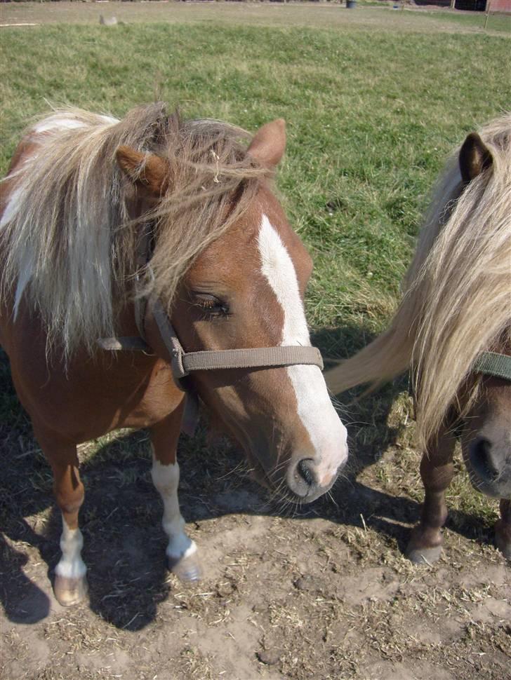 Shetlænder Cirkeline  - .billed smuk hoppe!? .med foldvennen, ved siden i: billede 5