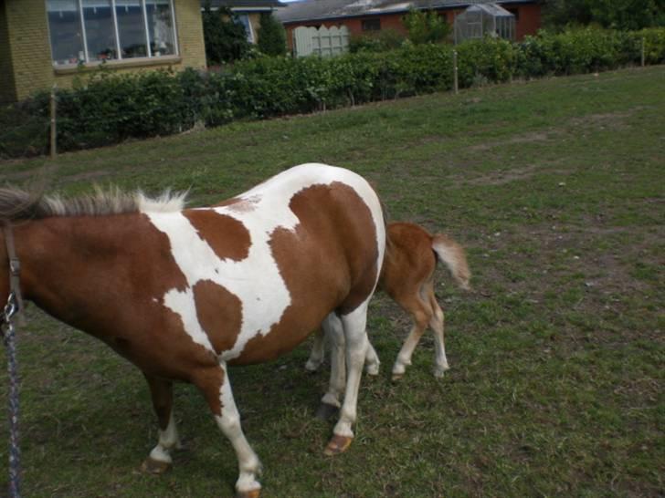 Shetlænder Cirkeline  - .her gider vi ikk være mere, vi smutter! d: billede 6