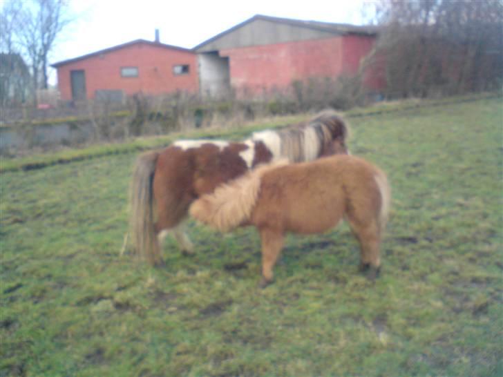 Shetlænder Cirkeline  - se hvor stor han er Ö næsten ligeså stor som hende billede 7