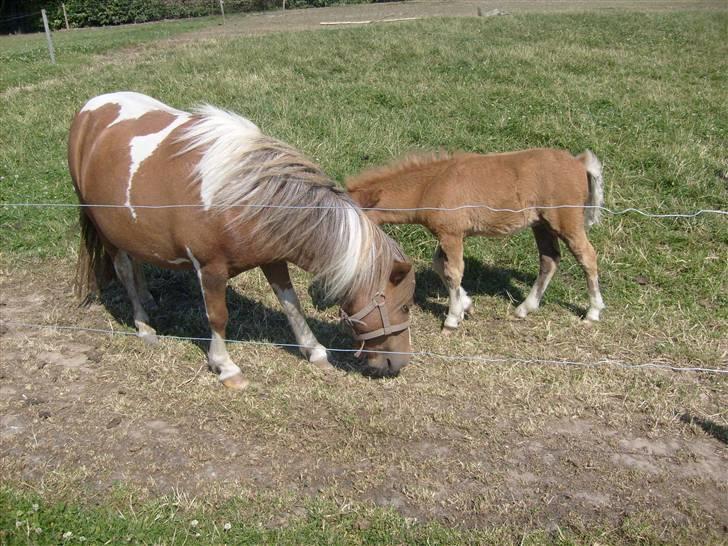 Shetlænder Cirkeline  - .min søn er faktisk bange for dig! .smut! :b billede 8