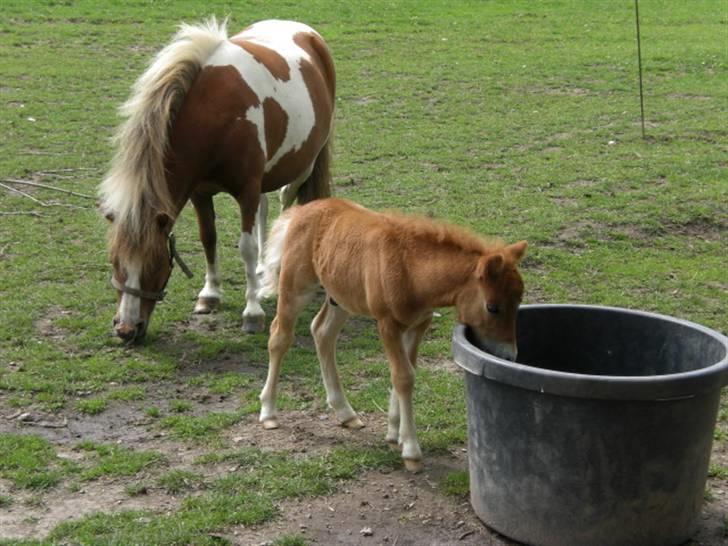 Shetlænder Cirkeline  - .mor & søn har det godt. farvel! <3 billede 9
