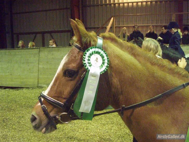Arabisk fuldblod (OX) Flicka  - 9)klubmesterskaberne billede 8