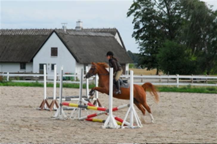 Arabisk fuldblod (OX) Flicka  - 12)Flicka- The world´s best pony:)! billede 11
