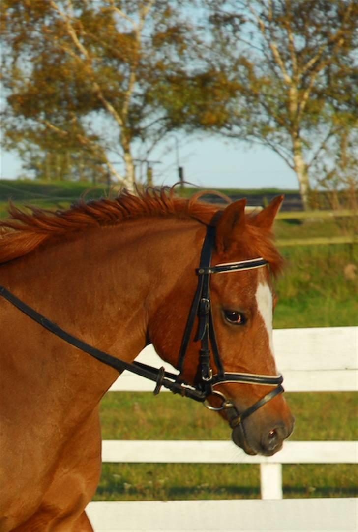 Arabisk fuldblod (OX) Flicka  - 14)Flicka Du er den SMUKKESTE billede 13