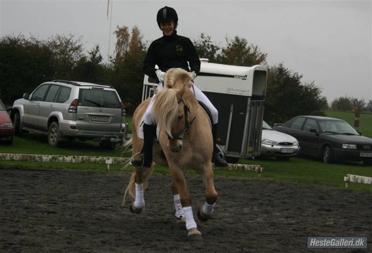 Fjordhest Glibings Ajs billede 13