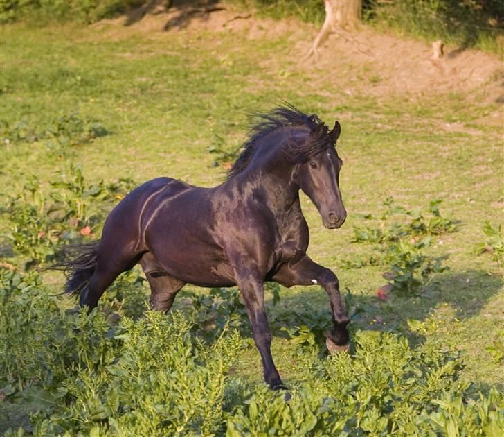 Frieser Jetse van Rewert billede 13