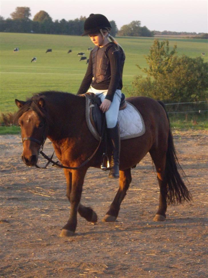 Anden særlig race Max [ELEVPONY] Red billede 10