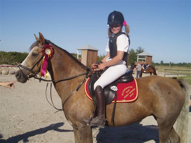 Palomino Linke *SOLGT* billede 4