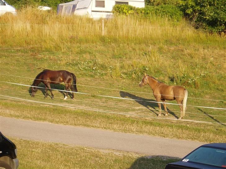 Palomino Linke *SOLGT* - Linke og Bum på Møensklint.... Mig og min søster havde dem med på camping ferie:-) billede 6